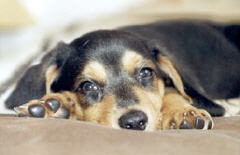 Kheops Chiot Consultations comportementaliste canin ou félin, à domicile ou aux cabinets. Bruxelles, Brabant Wallon, Hainaut, Namur et Liège
