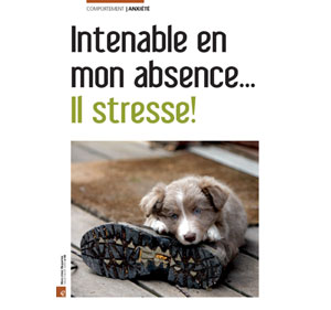 Mon chien stresse quand je ne suis pas là, document écrit par Julie Willems, comportementaliste chien de Bxl