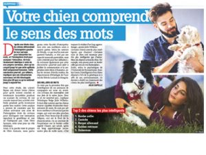 chien intelligent, Article avec Julie Willems, éthologue-comportementaliste canin