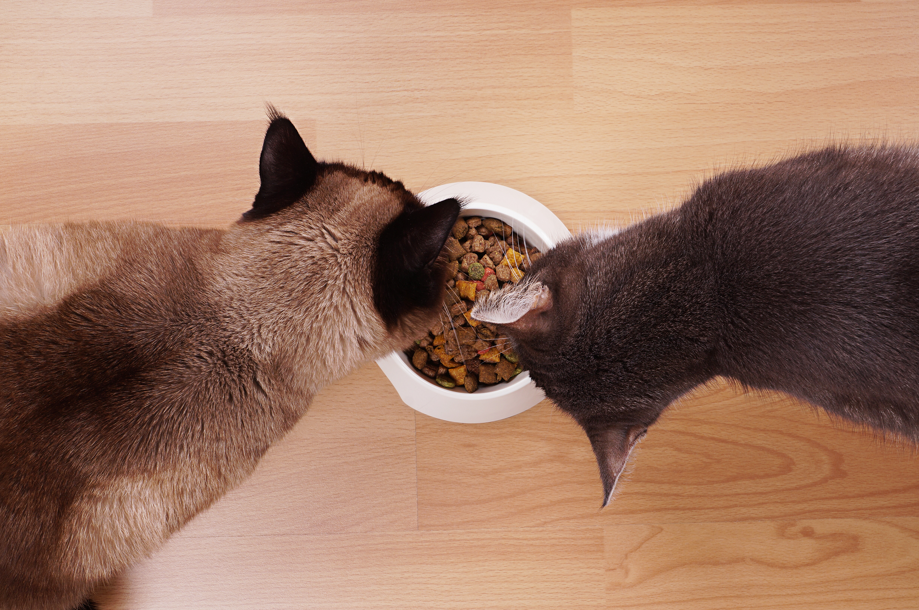 Chats qui mangent, article écrit pour Viyo par Julie Willems, comportementaliste canin