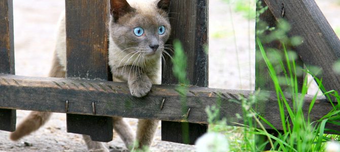 Mon chat : un grand voyageur ! Mon chat : un grand voyageur !