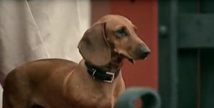 Teckel dans émission Place royale sur RTL TVI avec Julie Willems, comportementaliste canin