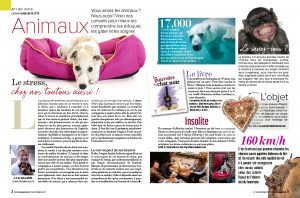 mon chien est stressé, Article rédigé par Julie Willems, comportementaliste canin