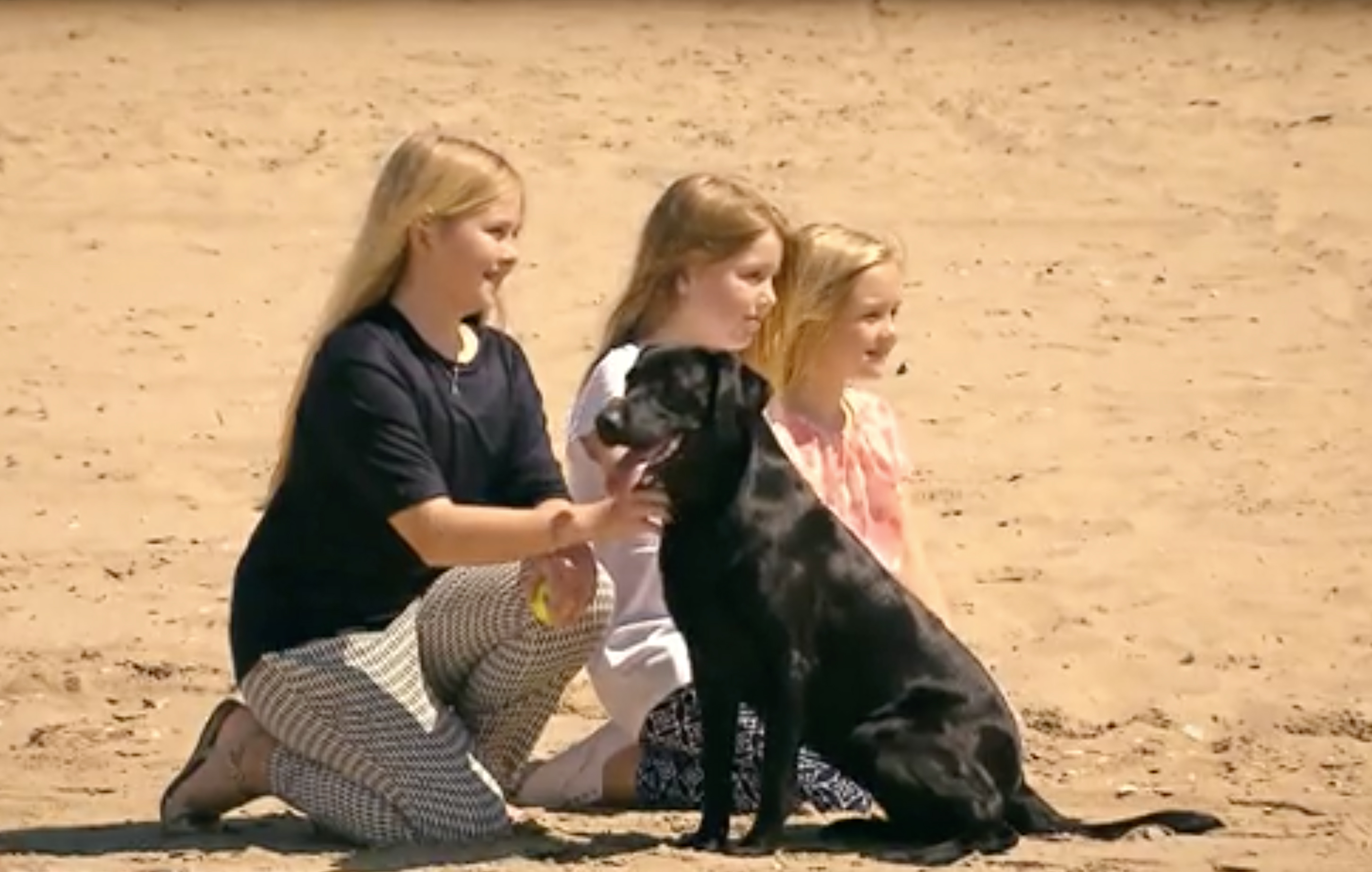 Labrador dans émission Place royale avec Julie Willems, comportementaliste canin
