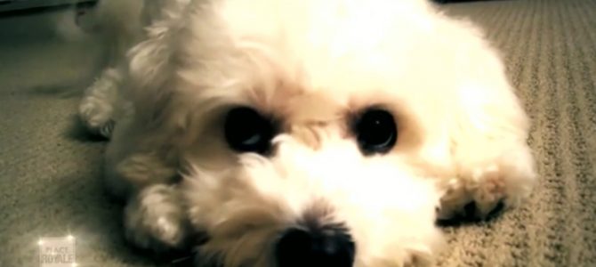 Le bichon frisé du Danemark Le bichon frisé du Danemark