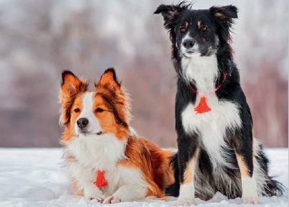 Activités hivernales canines et félines Activités hivernales canines et félines