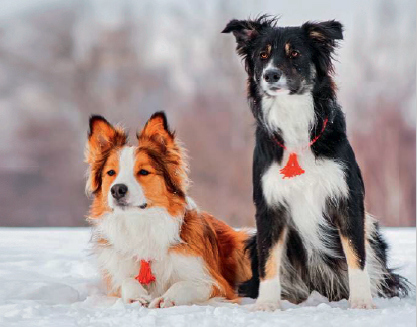 chiens dans la neige