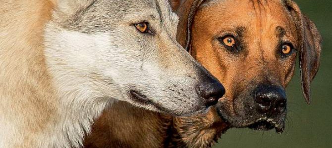 La domestication et son implication sur le chien d’aujourd’hui La domestication et son implication sur le chien d’aujourd’hui