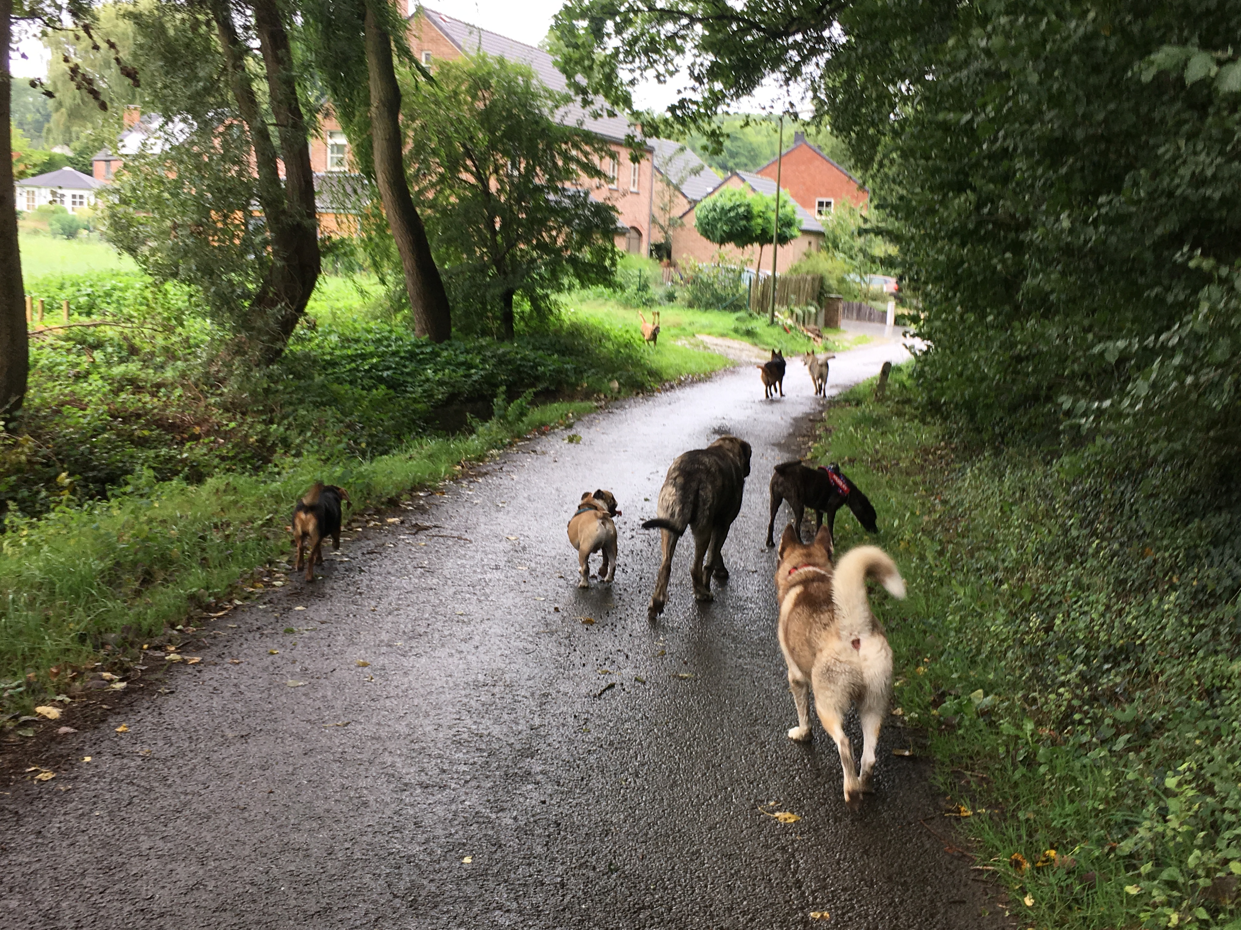 Promenade canine sur une route de campagne