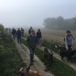 Balade canine sur un chemin de campagne