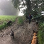 Malinois et American Staffordshire Terrier dans les bois