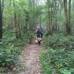 Malinois, Bulldog et Malinois sur un sentier de forêt