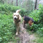Golden-Retriever et Berger Allemand dans une forêt