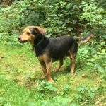 Beagle en pause lors d'une promenade dans les bois
