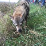 Chien-loup tchécoslovaque mangeant de l'herbe