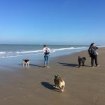 Bulldog anglais et beagle sur la plage