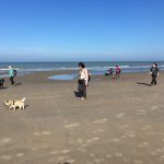 Cairn Terrier se promenant sur la plage