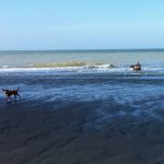 Les grands chiens jouent dans la mer et les petits préfèrent rester sur le sable