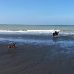 Jeux entre chiens à la mer