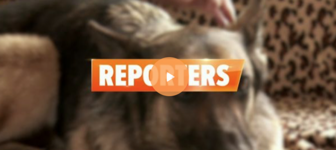 Reportage sur le projet de loi concernant les chiens dits dangereux Reportage sur le projet de loi concernant les chiens dits dangereux