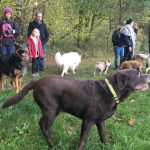 Labrador retriever, Berger blanc suisse, Bulldog anglais et Berger allemand en promenade