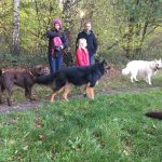 Berger allemand, Labrador et Berger blanc suisse en promenade à l'orée d'une forêt