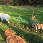 Bulldog anglais et Berger blanc suisse marchant sur un sentier de campagne