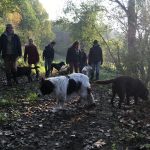 Epaneul et Labrador sur un chemin boisé