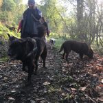 Groenendael et Labrador en promenade dans les bois