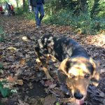 Beagle marchant en forêt