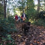Labrador trottinant sur un chemin feuillu