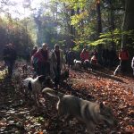 Epagneul et Chien loup tchécoslovaque se promenant avec d'autres chiens en forêt