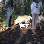 Jack Russel Terrier et Chiens Loups Tchécoslovaques découvrant les chemins boisés