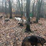 Groupe de chiens profitant de leur liberté dans les bois