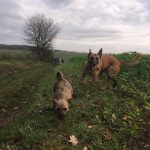 Berger belge malinois et Cairn-terrier s'amusant dans un champ