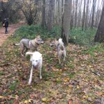 Chiens loups tchèques, BBS et Berger australien dans les bois