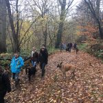 Excursion canine à travers les bois