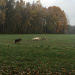 Course poursuite canine dans les champs