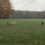 Jeux et interactions canines dans la campagne