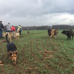Beagle, Labrador, Berger australien et Berger portugais s'amusant dans les champs