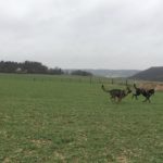 Jeu de course canin dans les champs