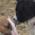 Bull Terrier et Border Collie en interaction