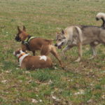 Bull-terrier et Chien-loup tchécoslovaque courant à travers les champs