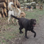 Labrador retriever, Chien-loup tchèque, Bull terrier avec Beagle
