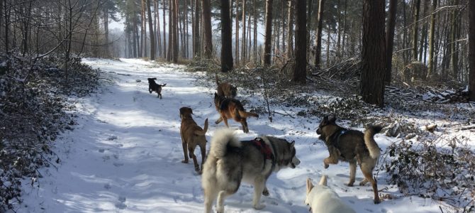 Balade canine du 03.03.18: sur la neige ! Balade canine du 03.03.18: sur la neige !