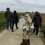Expédition canine sur les routes campagnardes