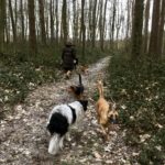 Malinois marchant avec Beagle
