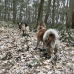 Berger allemand et Akita en forêt