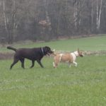 Labrador avec Bullterrier dans un champ