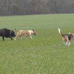 Labrador, Beagle avec Bull-terrier qui s'amusent